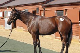 Lot  415 T B K1 V0290 Tattersalls