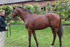 Lot  416 T B K1 0410 Tattersalls