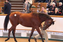 Lot  416 T B K1 1506 Tattersalls