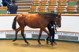 Lot  418 TSS1745Tattersalls