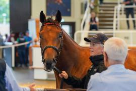 Lot  418 TSS1750Tattersalls