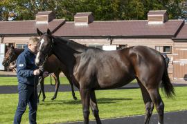 Lot  419 0645 TBK1Tattersalls