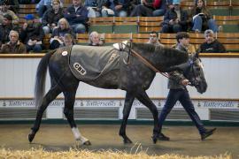 Lot  419 THIT 1148Tattersalls