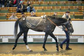 Lot  419 THIT 1157Tattersalls