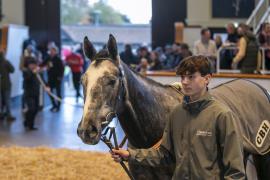 Lot  419 THIT 1289Tattersalls