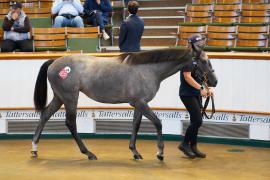 Lot  419 TSS1769Tattersalls