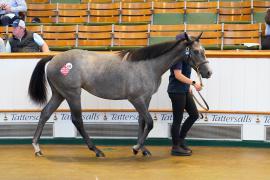 Lot  419 TSS1778Tattersalls