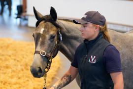 Lot  419 TSS1808Tattersalls