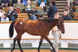 Lot  422 T B1 1083 Tattersalls