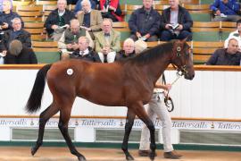 Lot  422 T B1 1095 Tattersalls