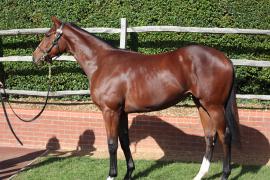 Lot  423 T B K1 0121 Tattersalls