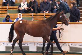 Lot  424 T B K1 1904 Tattersalls