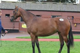 L O T  425 T B K1 0083 Tattersalls