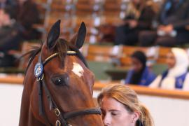 Lot  425 T B K1 2030 Tattersalls