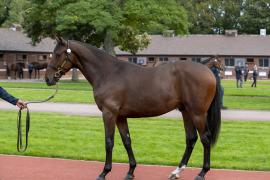 Lot  426 0432 TBK1Tattersalls