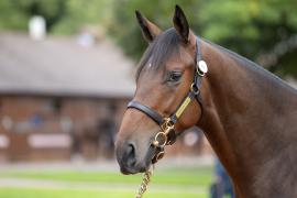 Lot  426 0438 TBK1Tattersalls