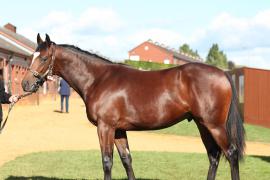 Lot  426 T B10704 Tattersalls