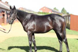 Lot  427 T B10814 Tattersalls