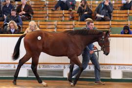 Lot  428 T B K1 2036 Tattersalls