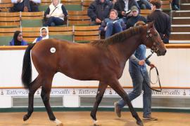 Lot  428 T B K1 2060 Tattersalls