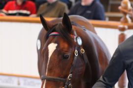 Lot  428 T B K1 2080 Tattersalls