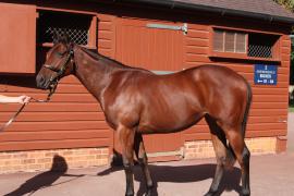 Lot  430 T B10704 Tattersalls