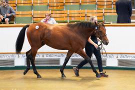 Lot  430 TSS2001Tattersalls