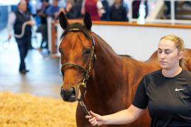 Lot  430 TSS2003Tattersalls