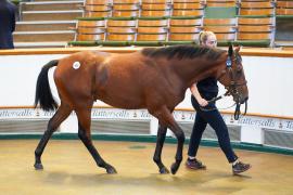 Lot  430 TSS2075Tattersalls