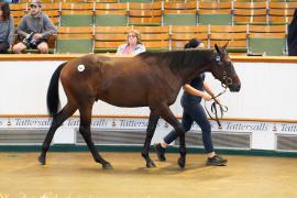 Lot  431 TSS1941Tattersalls