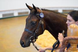 Lot  431 TSS1960Tattersalls