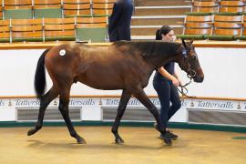 Lot  431 TSS2042Tattersalls