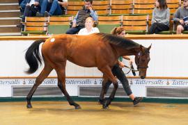 Lot  433 TSS2115Tattersalls