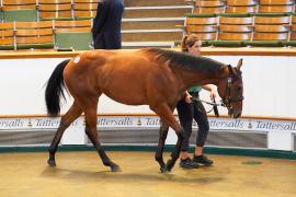 Lot  433 TSS2133Tattersalls