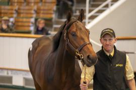 Lot  435 TBK1 11644Tattersalls