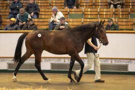 Lot  435 TBK1 11657Tattersalls