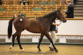 Lot  435 TBK1 11665Tattersalls