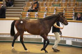 Lot  435 TBK1 11676Tattersalls