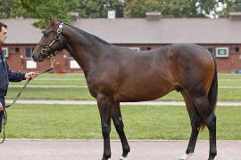 Lot  437 T B K1 V0448 Tattersalls