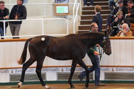 Lot  438 T B1 1405 Tattersalls