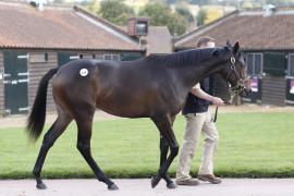 Lot  439 T B K1 1190 Tattersalls