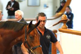 Lot  440 T B K1 1244 Tattersalls