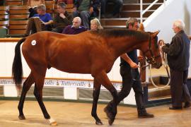 Lot  440 T B K1 1274 Tattersalls