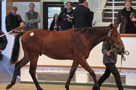 Lot  442 T O16026 Tattersalls