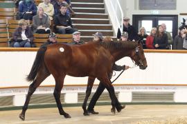 Lot  442 T O16109 Tattersalls