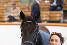 Lot  443 T B K1 2101 Tattersalls