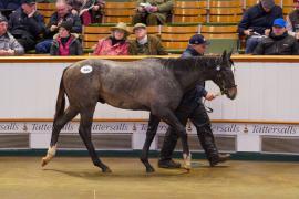 Lot  444 TDF 006Tattersalls