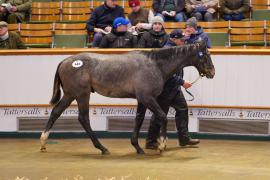 Lot  444 TDF 043Tattersalls