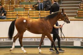 Lot  448 TBK1 11744Tattersalls