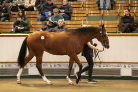 Lot  448 TBK1 11769Tattersalls